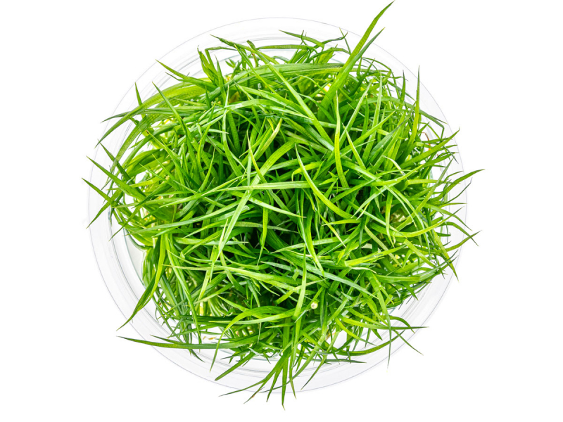 Wollstängel - Eriocaulon cinereum in vitro